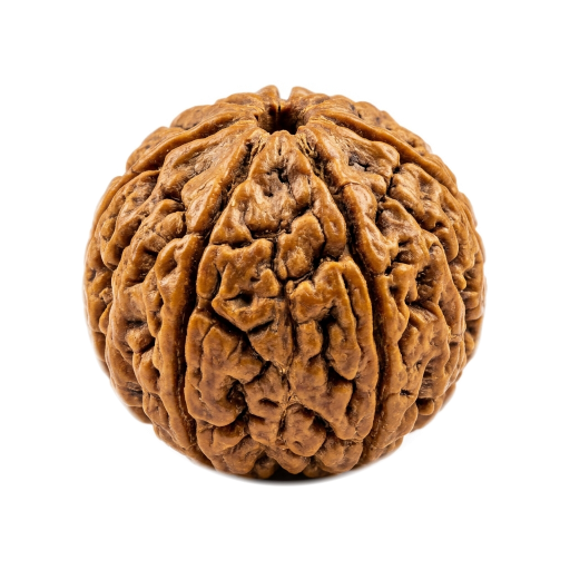 Rudraksha Bead